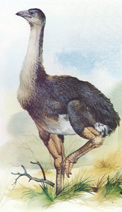 1850年頃に絶滅したニュージーランドのモア、ディノニスマキシムス 作： English School